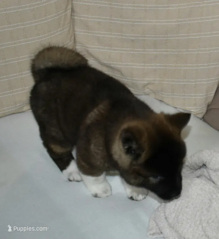 AKC Colby , a male Akita for sale in Tulsa, OK – Photo 1 of 6