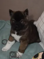 AKC Colby , a male Akita for sale in Tulsa, OK – Photo 5 of 6