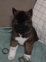 AKC Colby , a male Akita for sale in Tulsa, OK – Photo 4 of 6