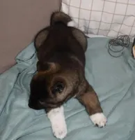 AKC Colby , a male Akita for sale in Tulsa, OK – Photo 6 of 6