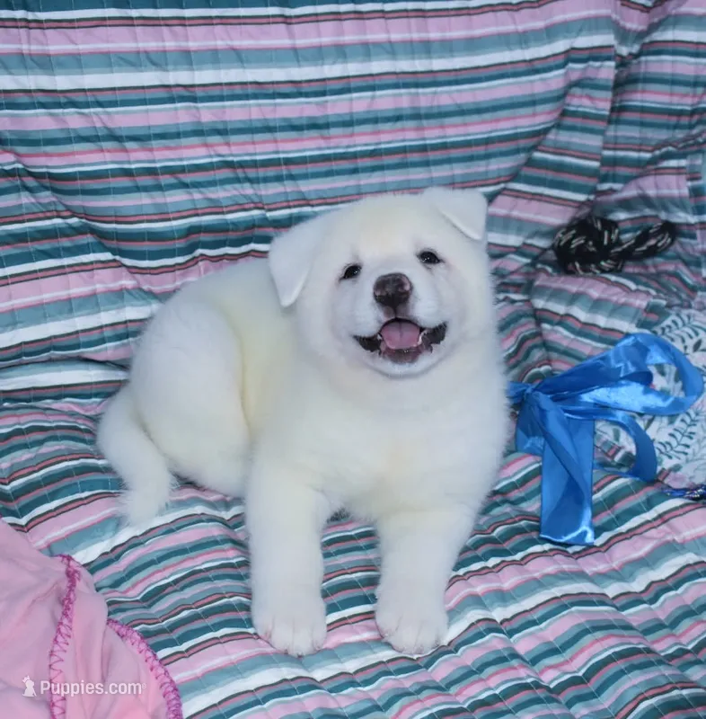 AKC Zani – Akita puppy for sale in Tulsa, OK