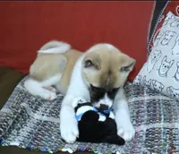 processed/710248aa-332d-48ae-a39c-c32555d37dbc/listing/8fe3d69d-e872-44ad-bc79-37a0e90aa252/6ffb8c33-8842-4784-8b42-76e8db76fb67