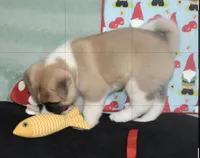 processed/710248aa-332d-48ae-a39c-c32555d37dbc/listing/8fe3d69d-e872-44ad-bc79-37a0e90aa252/c55e9e43-b82d-4ebb-b5e2-a15868813249