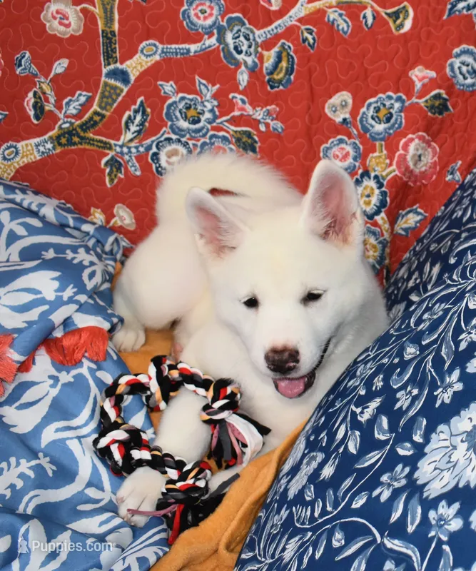 AKC Zola – Akita puppy for sale in Tulsa, OK
