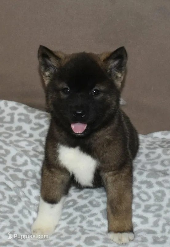 AKC Charlie  – Akita puppy for sale in Tulsa, OK