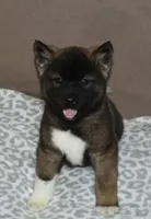 AKC Charlie , a male Akita for sale in Tulsa, OK – Photo 1 of 5