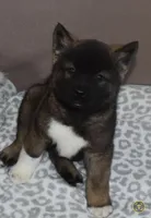 AKC Charlie , a male Akita for sale in Tulsa, OK – Photo 4 of 5