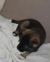 AKC Charlie , a male Akita for sale in Tulsa, OK – Photo 2 of 5