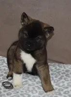 AKC Charlie , a male Akita for sale in Tulsa, OK – Photo 3 of 5