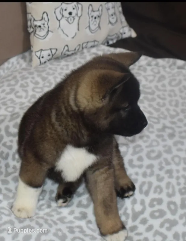 AKC Charlie  – Akita puppy for sale in Tulsa, OK