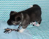 AKC Zack , a male Akita for sale in Tulsa, OK – 6 of 6