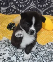 AKC Bell, a female Akita for sale in Tulsa, OK – 6 of 10