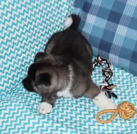 AKC Zack , a male Akita for sale in Tulsa, OK – 3 of 6