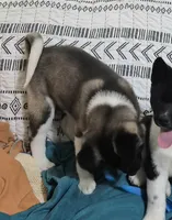 processed/710248aa-332d-48ae-a39c-c32555d37dbc/listing/a9dcb2af-c403-4f73-a1aa-3fee6b00b1e4/2335adda-cab1-47fa-839a-83b56d8967a4