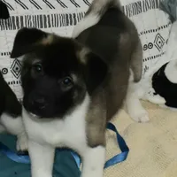 Hale, a male Akita for sale in Tulsa, OK – Photo 1 of 6