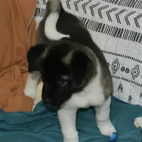 Hale, a male Akita for sale in Tulsa, OK – Photo 4 of 6