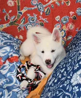 AKC Zola, a female Akita for sale in Tulsa, OK – 6 of 9