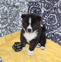 AKC Bell, a female Akita for sale in Tulsa, OK – 10 of 10