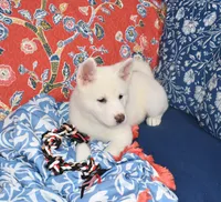 AKC Zola, a female Akita for sale in Tulsa, OK – 7 of 9