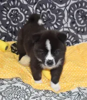 AKC Bell, a female Akita for sale in Tulsa, OK – 4 of 10