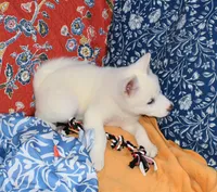 AKC Zola, a female Akita for sale in Tulsa, OK – 2 of 9