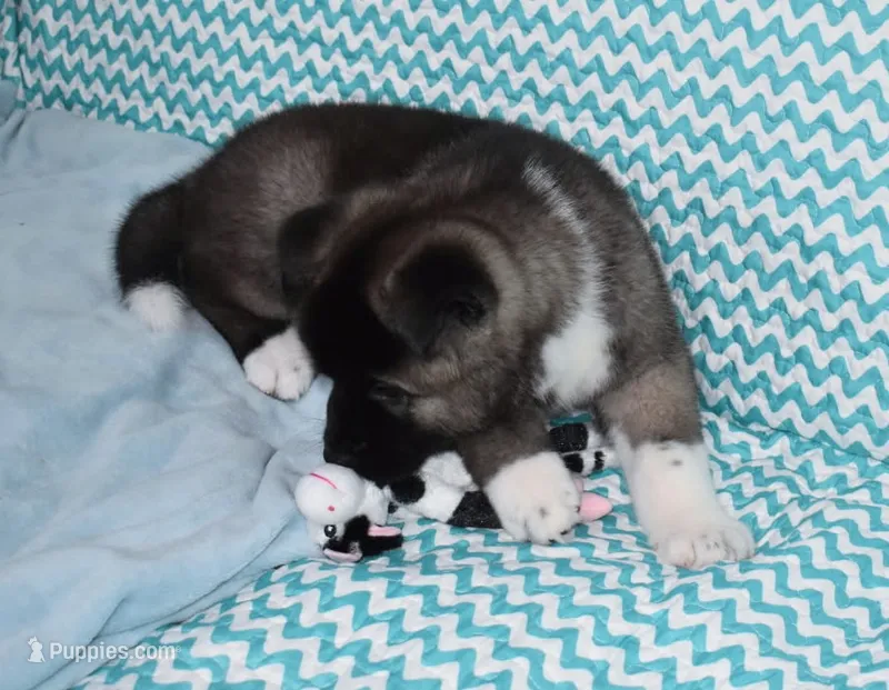 AKC Zack  – Akita puppy for sale in Tulsa, OK