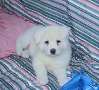 AKC Zani, a female Akita for sale in Tulsa, OK – 5 of 6