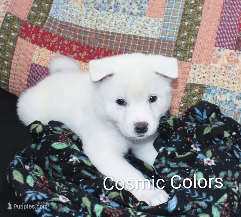 AKC Max  – Akita puppy for sale in Tulsa, OK
