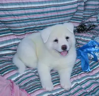 AKC Zani, a female Akita for sale in Tulsa, OK – 2 of 6