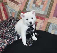 AKC Mae, a female Akita for sale in Tulsa, OK – 2 of 6