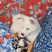 AKC Zola, a female Akita for sale in Tulsa, OK – 5 of 9