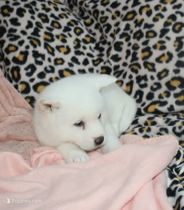 AKC Sissy Held  – Akita puppy for sale in Tulsa, OK