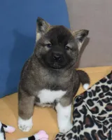AKC Casi, a female Akita for sale in Tulsa, OK – Photo 2 of 6