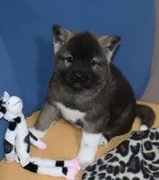 AKC Casi, a female Akita for sale in Tulsa, OK – Photo 6 of 6