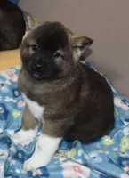 AKC Casi, a female Akita for sale in Tulsa, OK – Photo 3 of 6