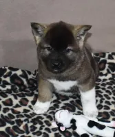 AKC Casi, a female Akita for sale in Tulsa, OK – Photo 5 of 6