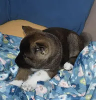 AKC Casi, a female Akita for sale in Tulsa, OK – Photo 4 of 6