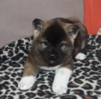 AKC Casi, a female Akita for sale in Tulsa, OK – Photo 1 of 6