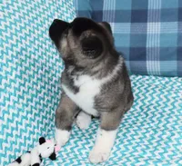 AKC Zack , a male Akita for sale in Tulsa, OK – 5 of 6