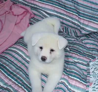 AKC Zani, a female Akita for sale in Tulsa, OK – 6 of 6