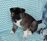 AKC Zack , a male Akita for sale in Tulsa, OK – 2 of 6