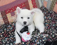 AKC Mae, a female Akita for sale in Tulsa, OK – 1 of 6