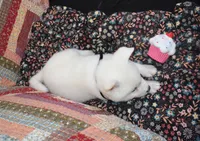 AKC Mae, a female Akita for sale in Tulsa, OK – 3 of 6