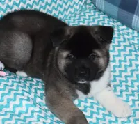 AKC Zack , a male Akita for sale in Tulsa, OK – 4 of 6