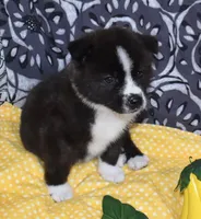 AKC Bell, a female Akita for sale in Tulsa, OK – 7 of 10