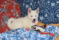 AKC Zola, a female Akita for sale in Tulsa, OK – 9 of 9