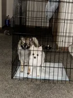 Cindy, a female Pomeranian for sale in Toledo, IA – Photo 4 of 5