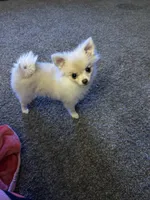 Cindy, a female Pomeranian for sale in Toledo, IA – Photo 3 of 5