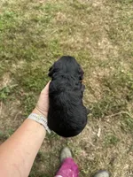 Gigi, a female Miniature Aussiedoodle for sale in Rock Rapids, IA – 2 of 5