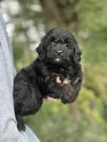 Gus, a male Miniature Aussiedoodle for sale in Rock Rapids, IA – 3 of 4